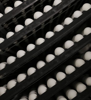 egg-produksjon